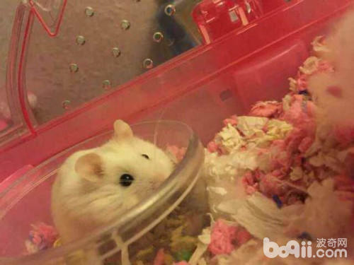 有哪些常见的仓鼠冬眠误区,萌萌的仓鼠怎么样的