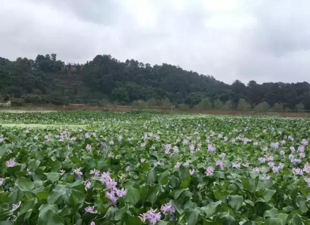 周末自驾采摘一日游,周末自驾游误入一个世外桃源