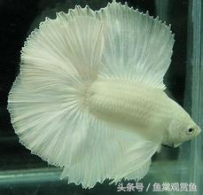 泰国斗鱼有多吸引人,泰国斗鱼动来动去