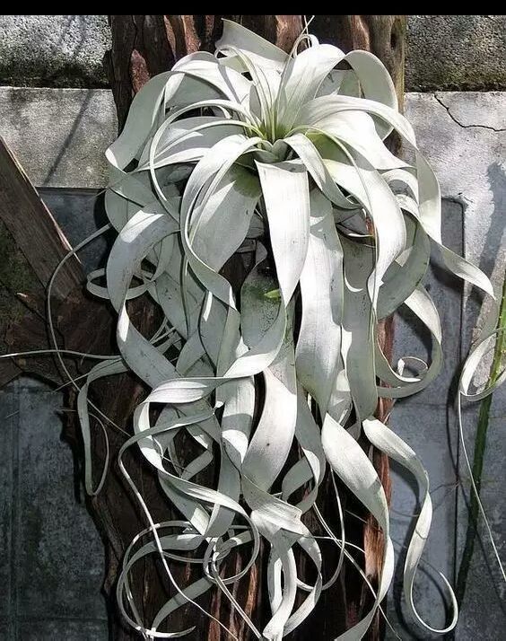 向阳的玻璃花房,玻璃花房设计建造