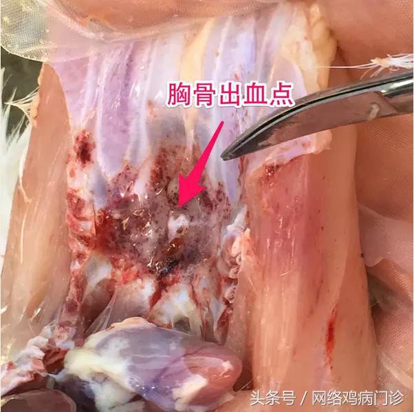 智慧养鸡管理课件,养鸡知识学习