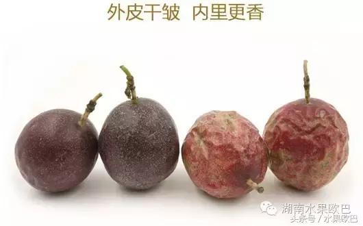 四季黄金百香果开花时间,盲橙百香果四季春茶