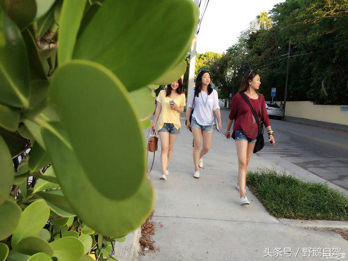 野鹅旅行,野鹅自驾无人区