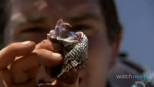 贝爷吃过最恶心的虫子,贝爷吃过十大恶心虫子