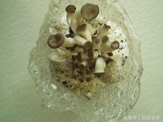 粉碎的玉米芯种植蘑菇方法和步骤,阳台种蘑菇的正确方法