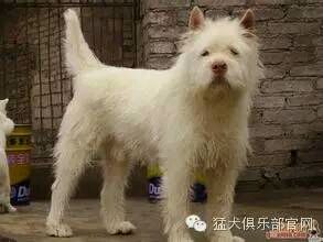 中国的土狗有哪些品种,中国最凶猛的十大土狗