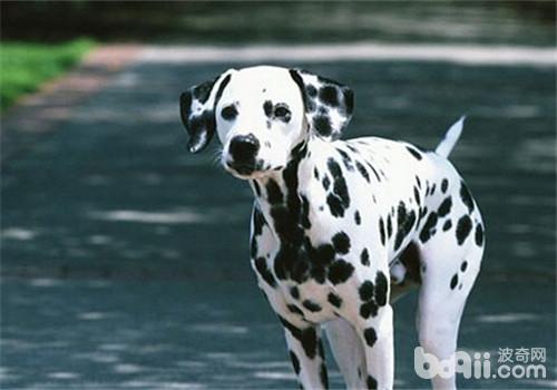 狗狗毛发日常养护,哪种小体狗狗毛好打理些