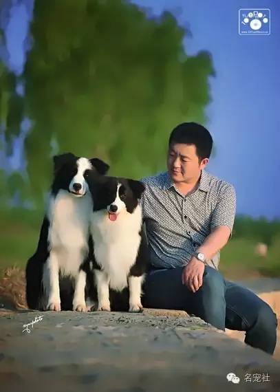 巴西淘淘老年犬,巴西淘淘幼犬狗粮