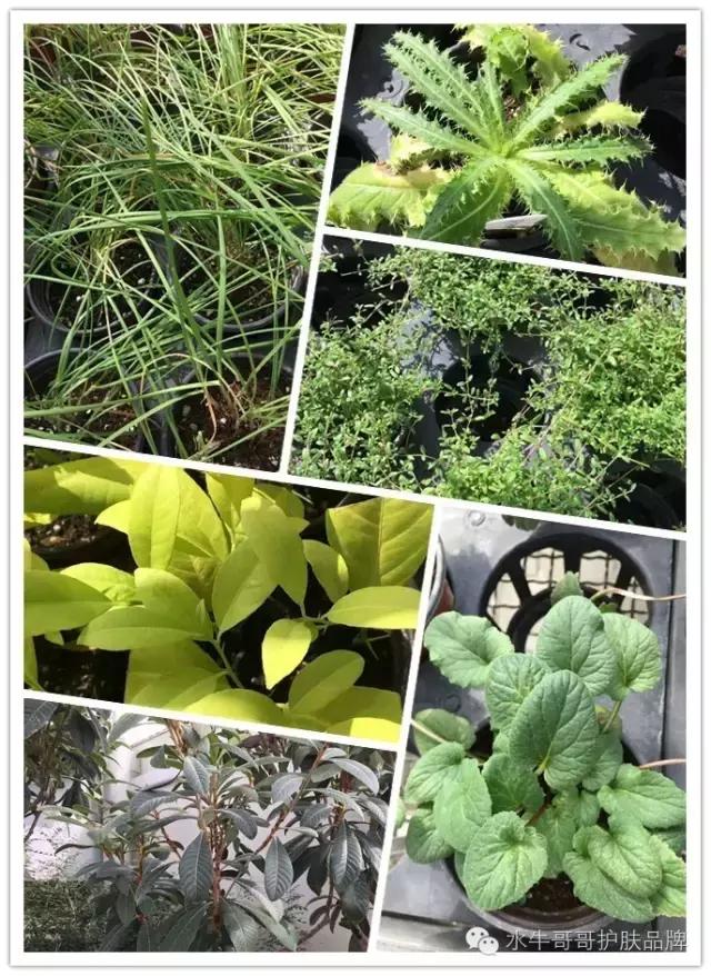 韩国化妆品工厂都有什么活,韩国化妆品都是哪里生产的