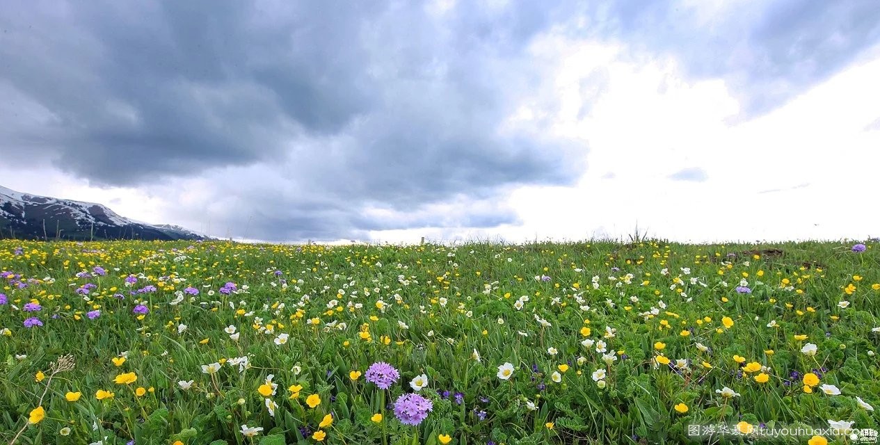 14张照片那拉提草原风景区 (美丽的那拉提草原真实图片)