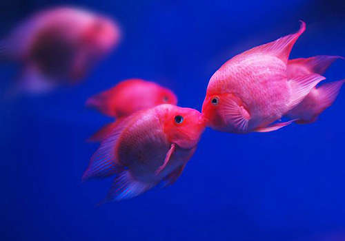 五个技巧教你挑选到好鱼,如何挑选七彩神仙鱼