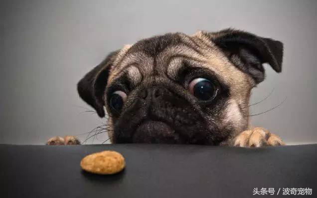 狗狗品种大全图片及简介,狗狗的所有类型品种大全介绍