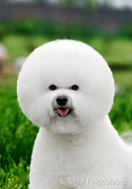 便宜又好养的三种狗品种,国外狗有几种