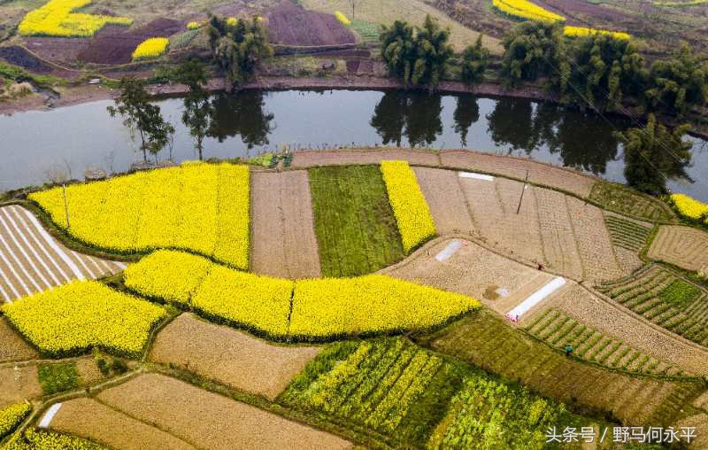 万亩花海醉游人,万亩油菜花海醉游人