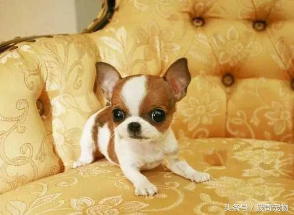 狗狗品种大全图片及简介,狗狗的所有类型品种大全介绍