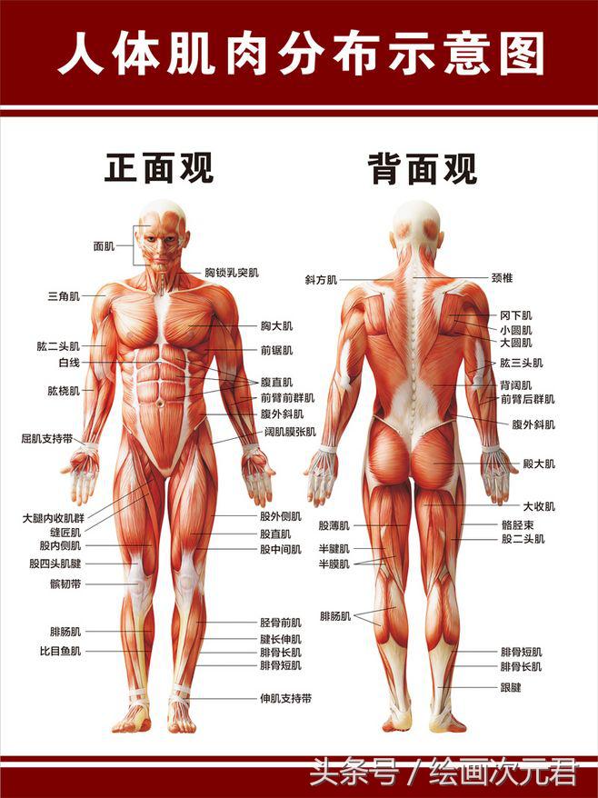 画好的人体结构画法,人体结构与动态基础教程