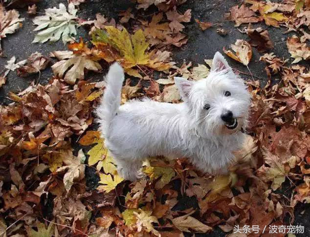 狗狗品种大全图片及简介,狗狗的所有类型品种大全介绍