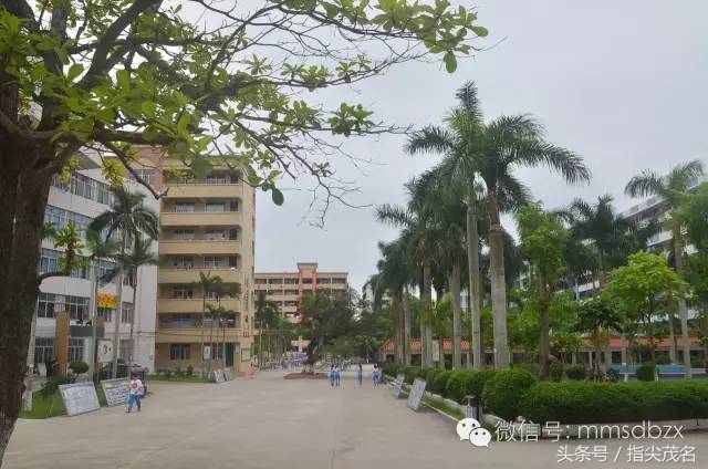 电白中学招生链接,2020年电白中学网上报名