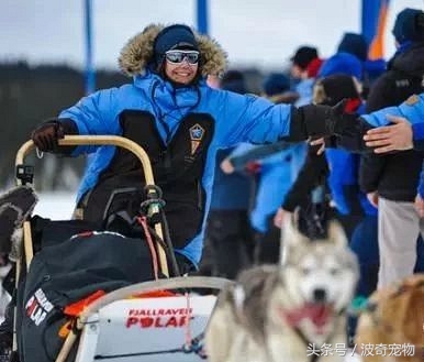 极地哈士奇雪橇,哈士奇到了北极就是狗王