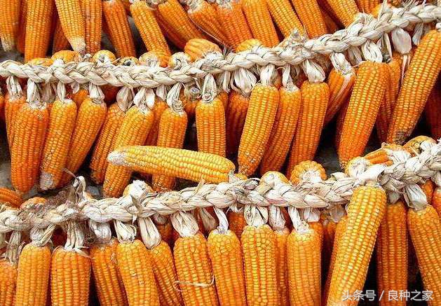 餐桌上常见的本土作物是什么,10种常见的粮食作物