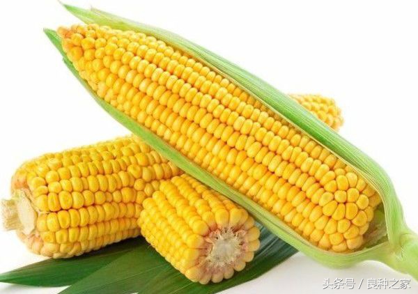 餐桌上常见的本土作物是什么,10种常见的粮食作物