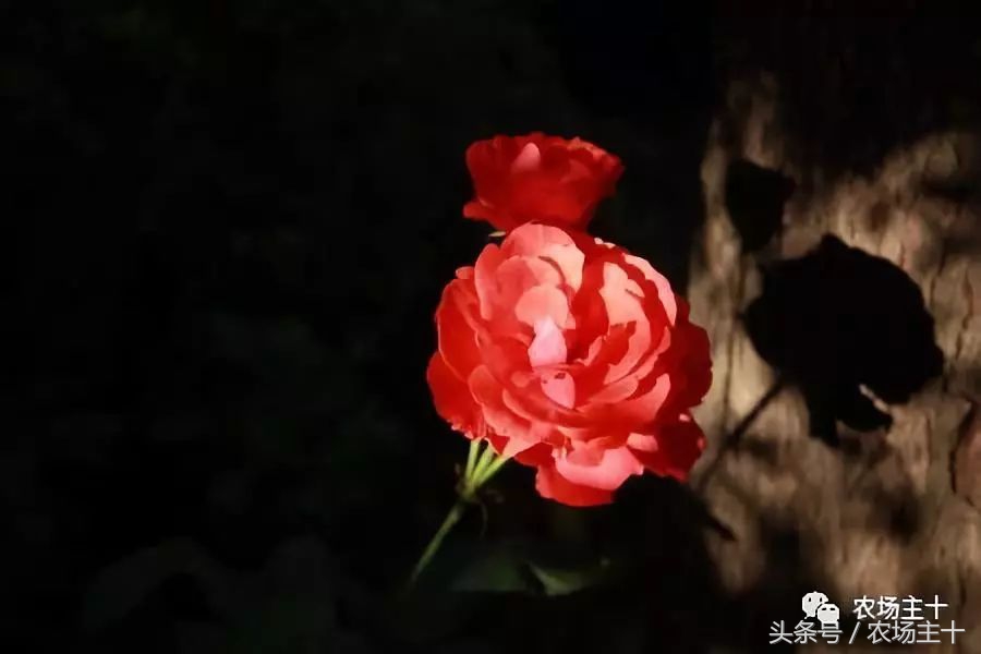 成功的休闲农庄需要具备哪些条件,做休闲农庄必须考虑的几个问题