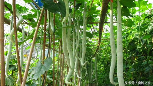 餐桌上常见的本土作物是什么,10种常见的粮食作物