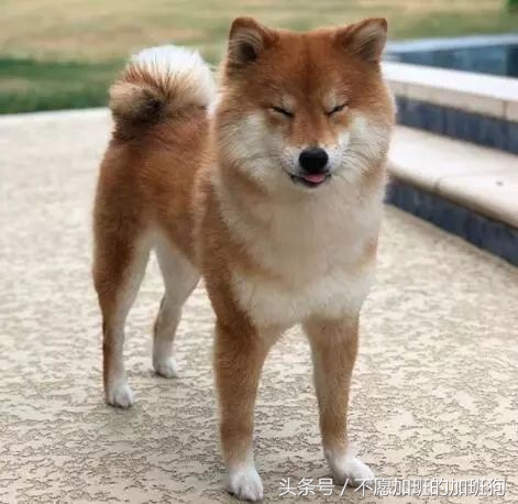 狗被咬如何自救,如何对狗急救