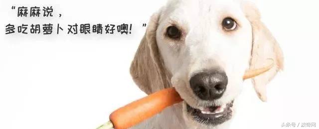 狗狗除了狗粮还可以吃的食物,狗狗除了喂狗粮还可以喂什么