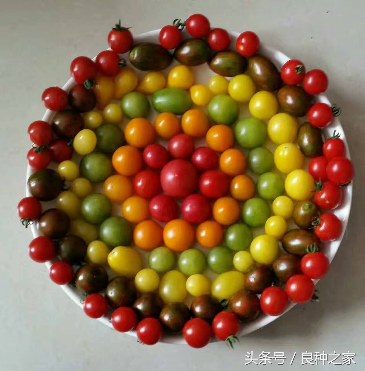 餐桌上常见的本土作物是什么,10种常见的粮食作物