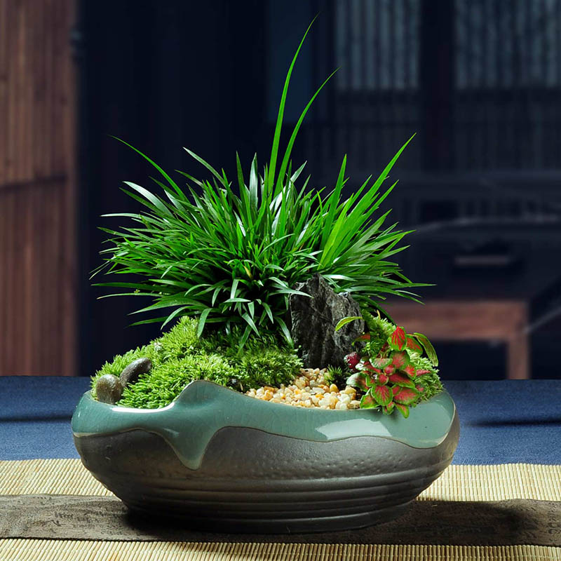 九种吉祥树越老越值钱越养越富贵,10种富贵花卉