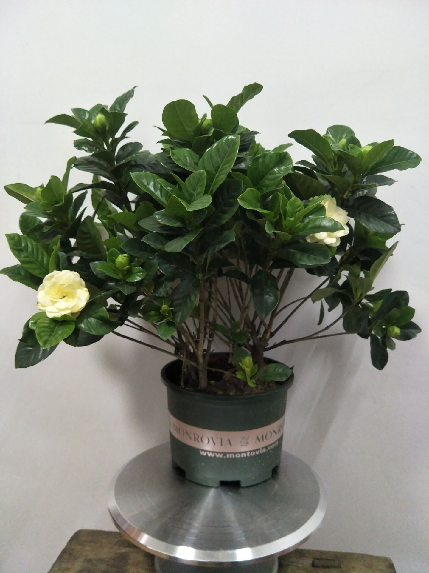 家庭盆景既好养又有观赏价值,各种小盆景大全图片