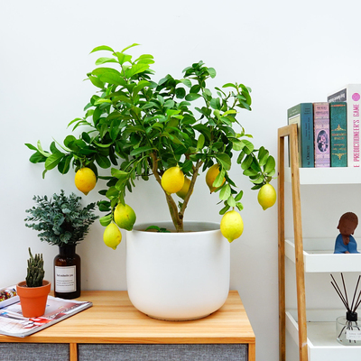 漂亮女人适合养什么花,适合盆栽的女人花