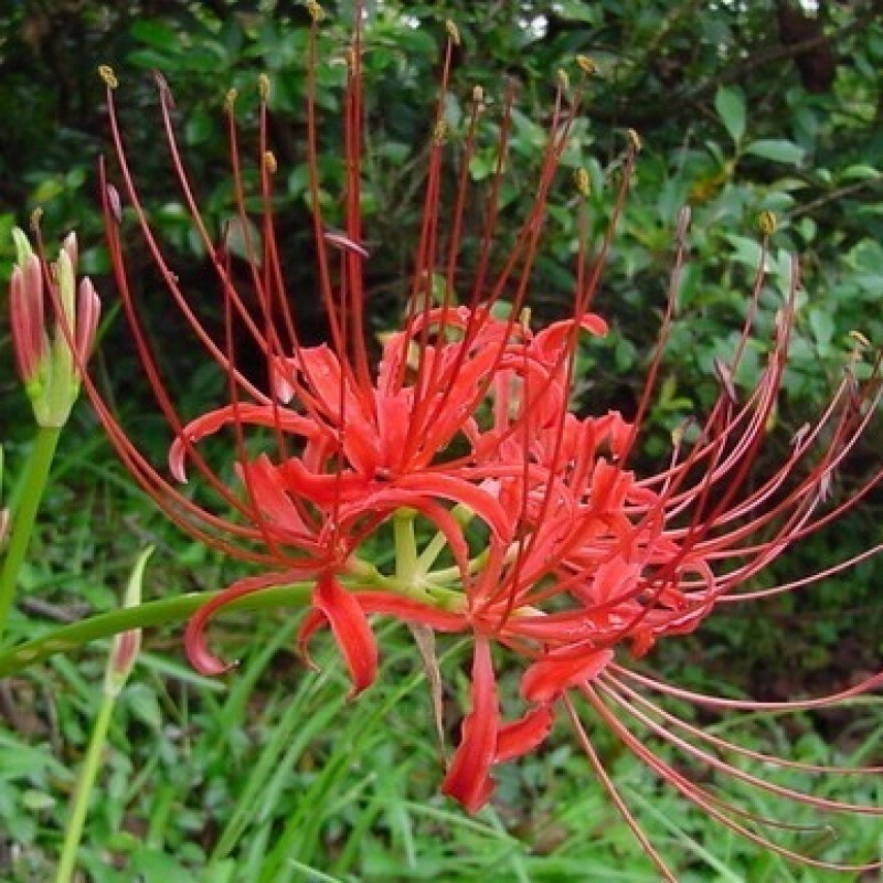 十种毒花不能养,十种大毒花家里经常养