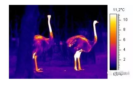 红外线成像仪查什么,电工红外线成像仪作用