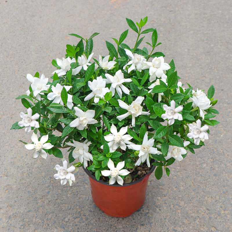 又香又适合阳台养的花,什么带香味的花室内养好看