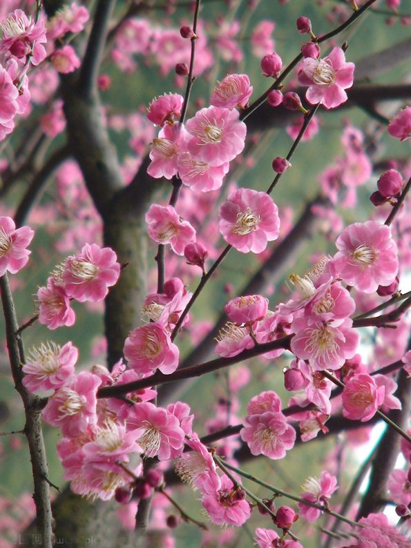 九种吉祥树越老越值钱越养越富贵,10种富贵花卉
