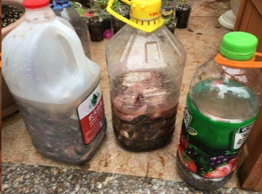 家庭养君子兰的正确方法和技巧,怎样养好君子兰才能长得快