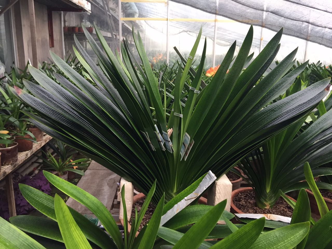 养君子兰最简单的方法,十年老花农养君子兰的秘诀