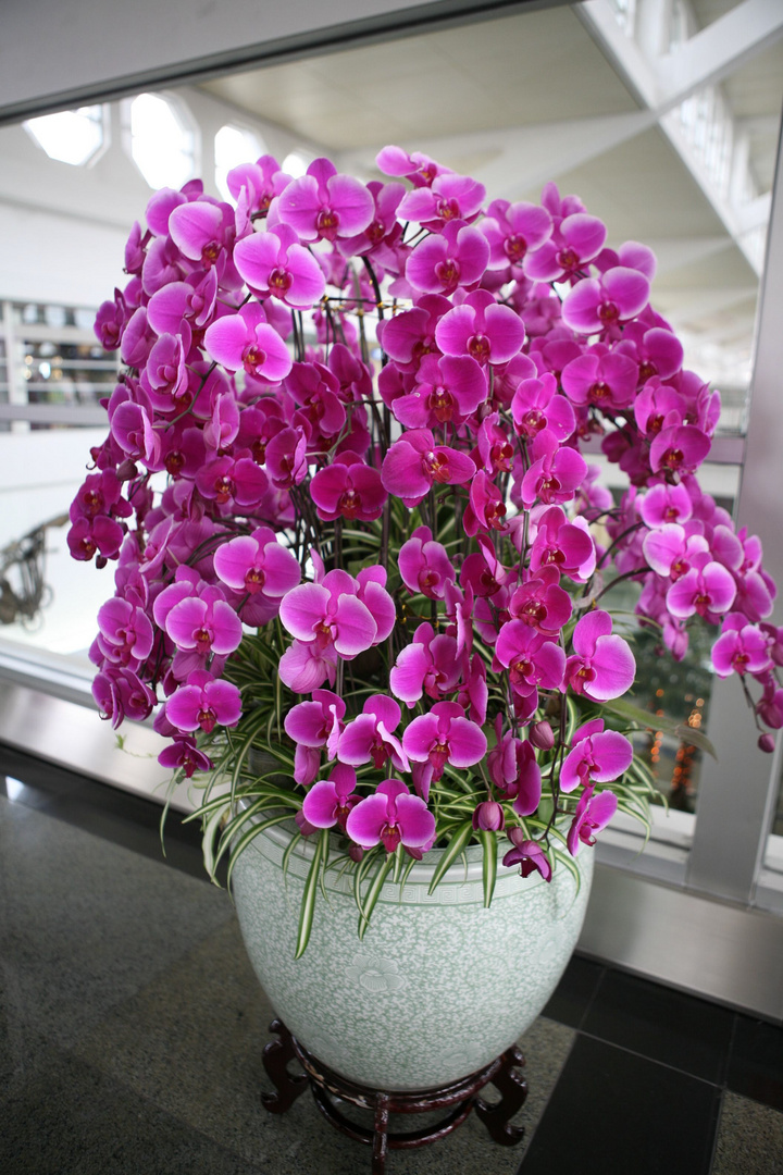 卫生间香花草,卫生间除臭植物花