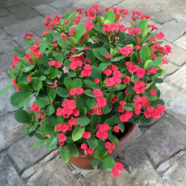 家里养的花怎么养才能旺,家庭养什么花好养不愿死