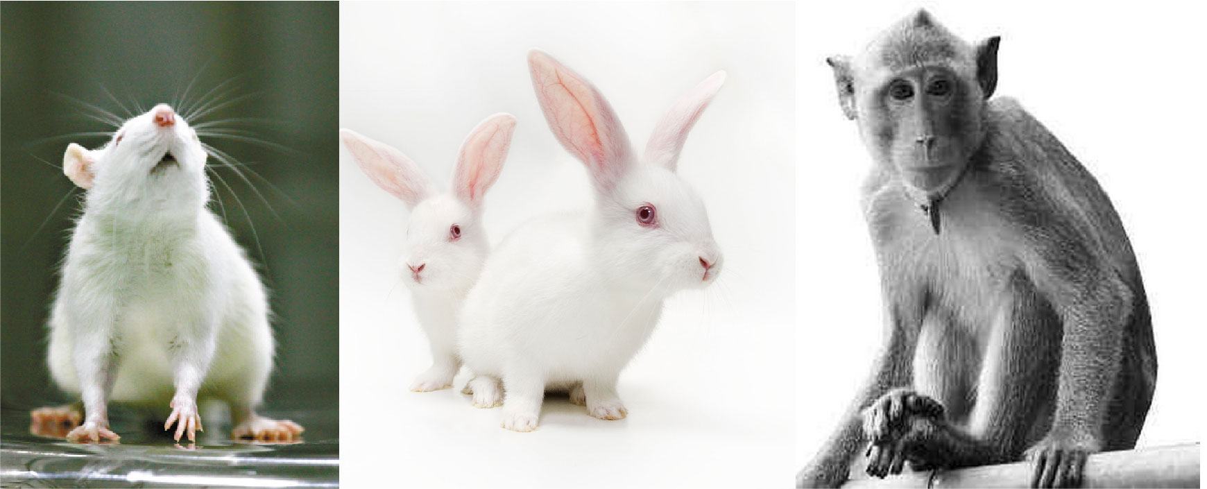 脐带间充质干细胞能治什么病,人脐带间充质干细胞是什么