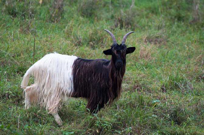 政府帮扶添信心养羊走上致富路,脱贫攻坚养羊走上致富路