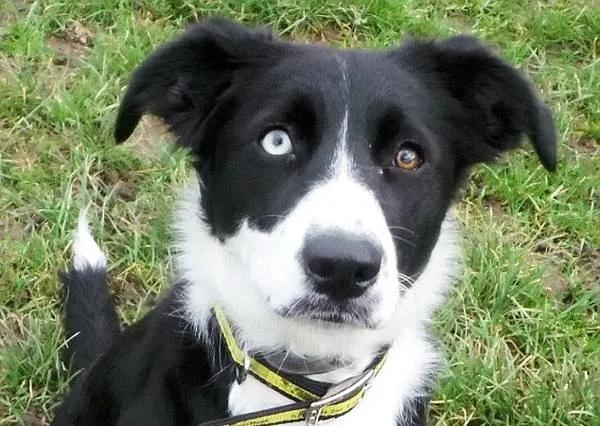 两只眼睛颜色不一样的狗子，到底有什么天赋异禀？