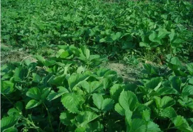 草莓不肥怎么办,草莓不旺长怎么办