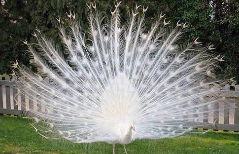 十种你肯定没见过的动物,令人惊艳的17种动物绝对罕见