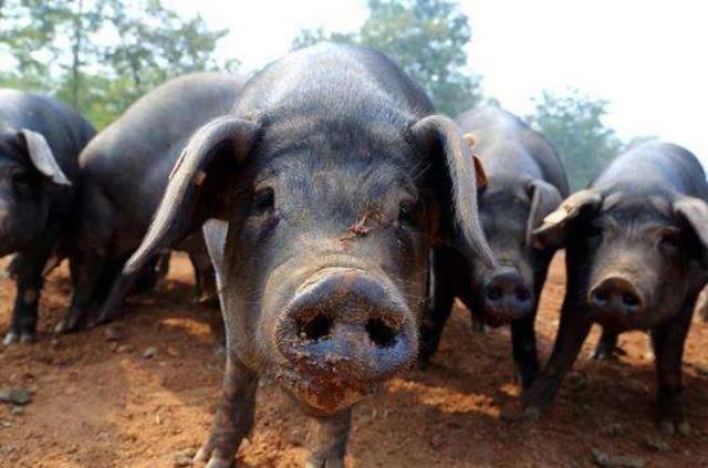 氨气是引发猪群呼吸道疾病的主要诱因,但还有其它因素