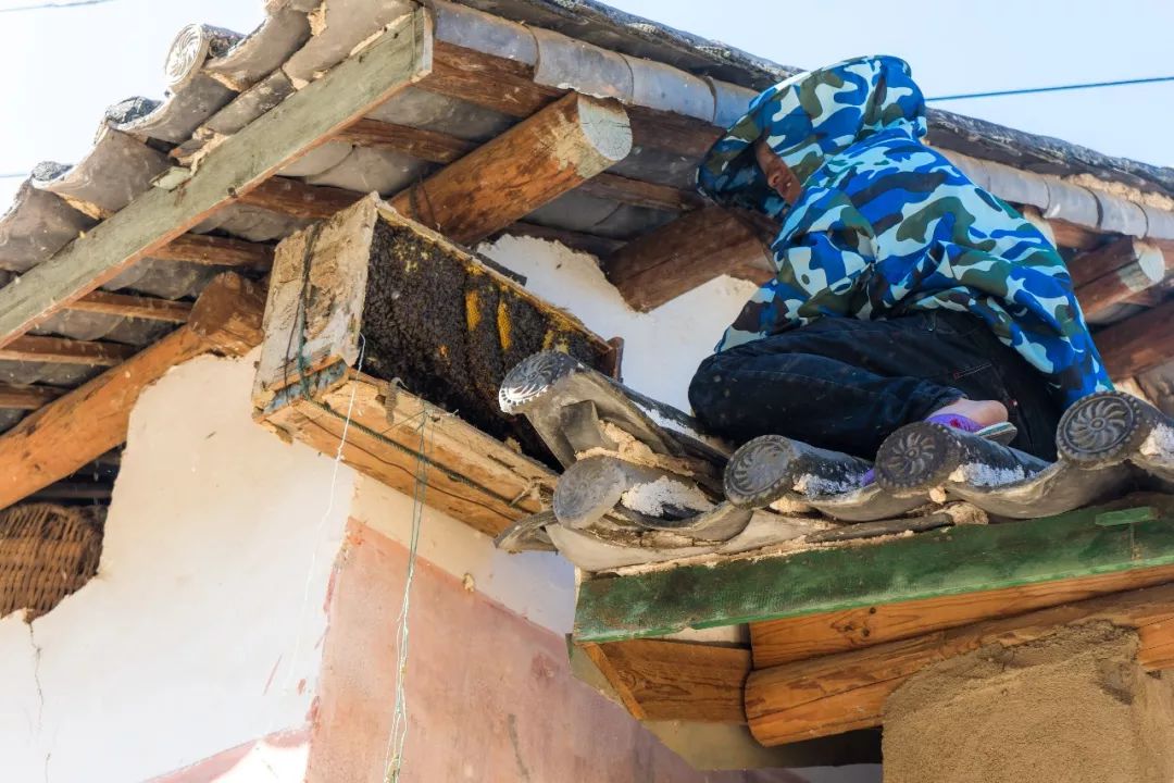 土蜂蜜的取蜜全过程,土蜂蜜取蜜全过程记录