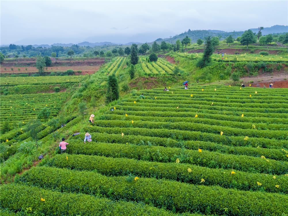 湖北崇阳古村落 (崇阳县白霓镇回头岭村地图)