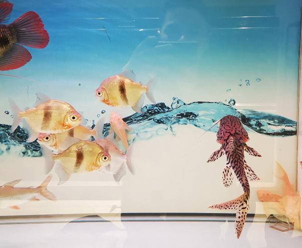 蛋白虫对鱼苗有危害吗,有什么观赏鱼能清理蛋白虫